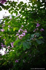 _IGP7880.jpg
