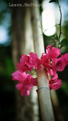 DSC01848.jpg