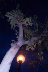 新界夜灯