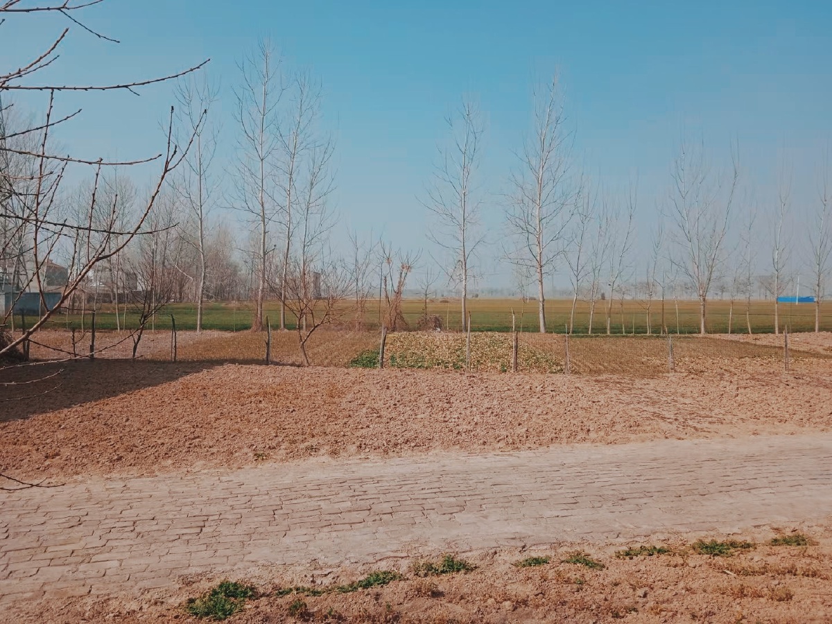 冬日乡村,树木萧瑟