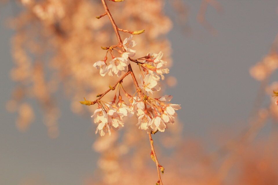 朦胧<br />
