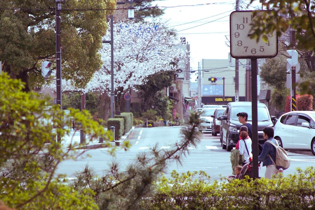 小田原---樱花盛开的季节<br />
