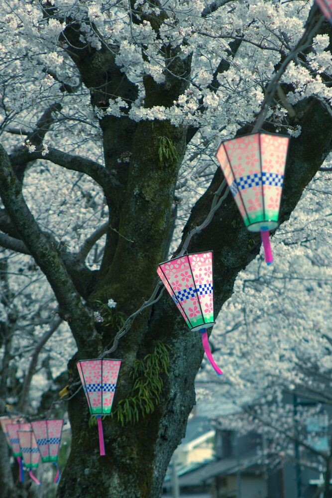 小田原---樱花盛开的季节<br />
