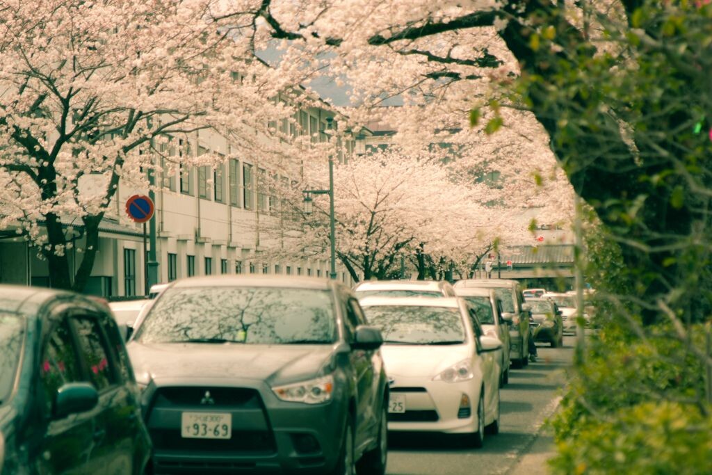 小田原---樱花盛开的季节<br />
