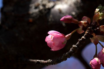 IMG_0042.JPG