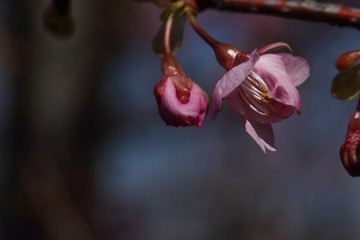 IMG_0066.JPG