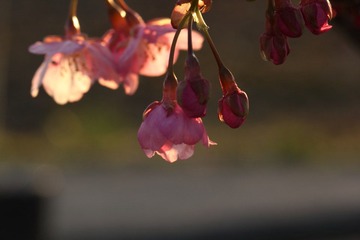 IMG_0225.JPG