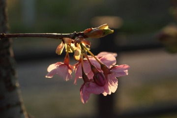 IMG_0231.JPG
