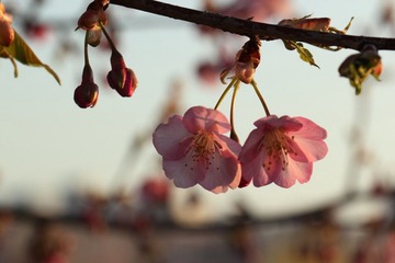 IMG_0239.JPG