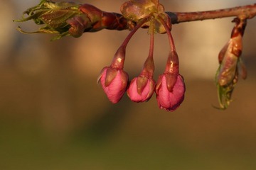 IMG_0249.JPG