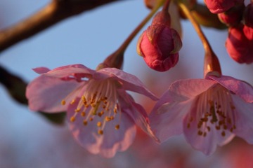 IMG_0374.JPG