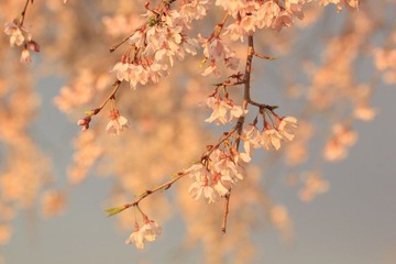 IMG_0868.JPG
