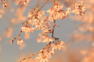 IMG_0871.JPG