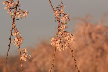 IMG_0911.JPG