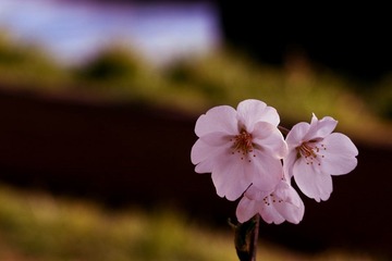 IMG_1157.JPG