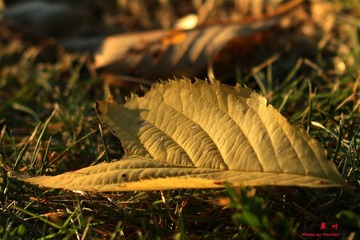 IMG_2482c.jpg