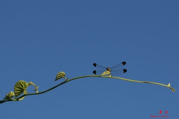 IMG_2551a.jpg