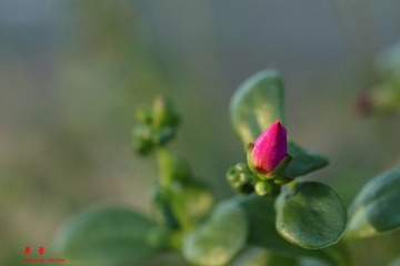 IMG_2516a.jpg