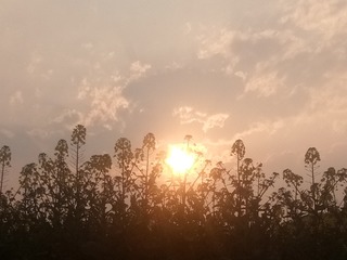 1180677