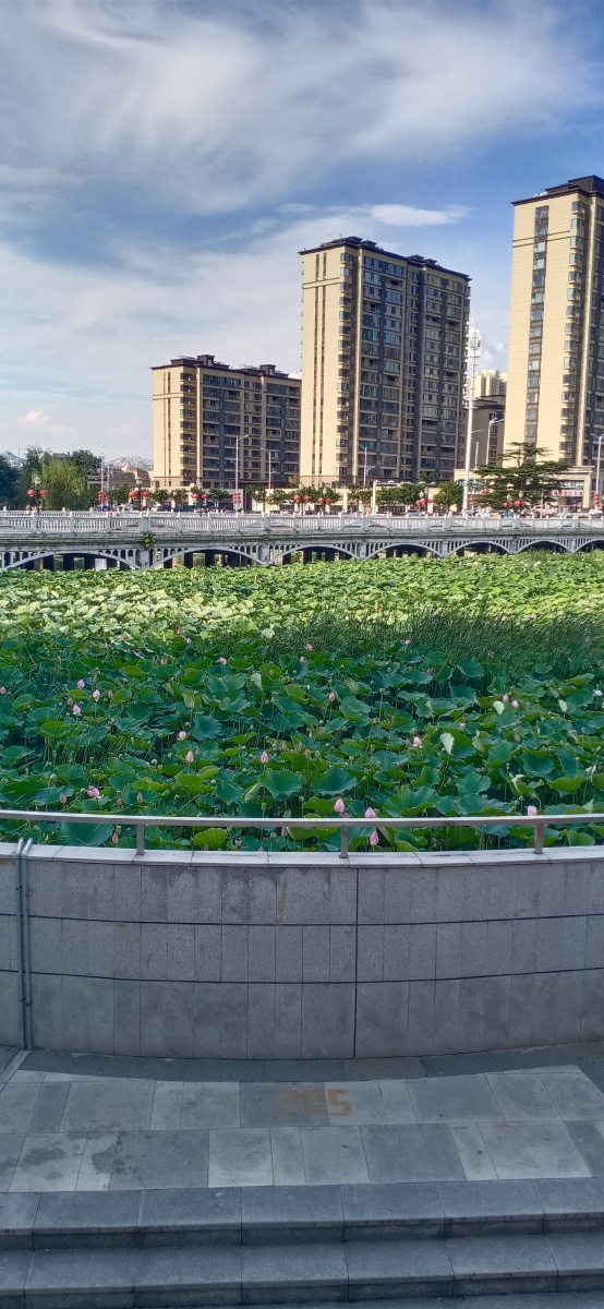 山东省平度市荷花湾拍摄于2021年7月22日下午