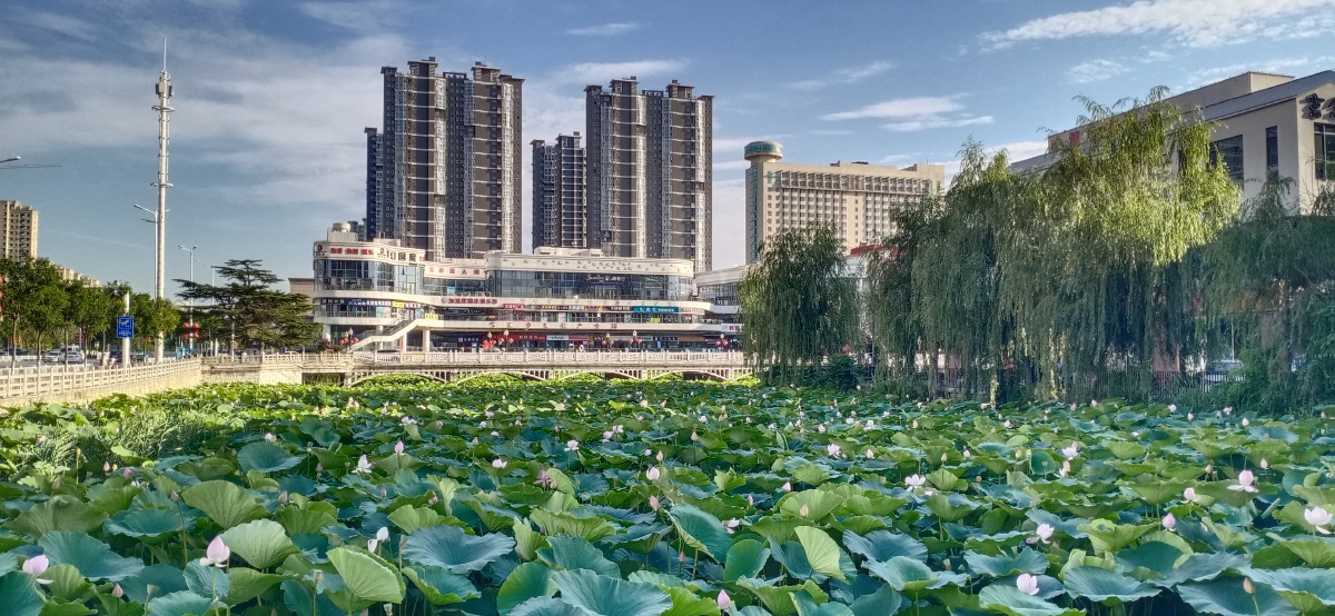 山东省平度市荷花湾拍摄于2021年7月22日下午