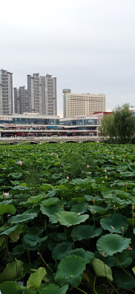 山东省平度市荷花湾拍摄于2021年7月22日下午