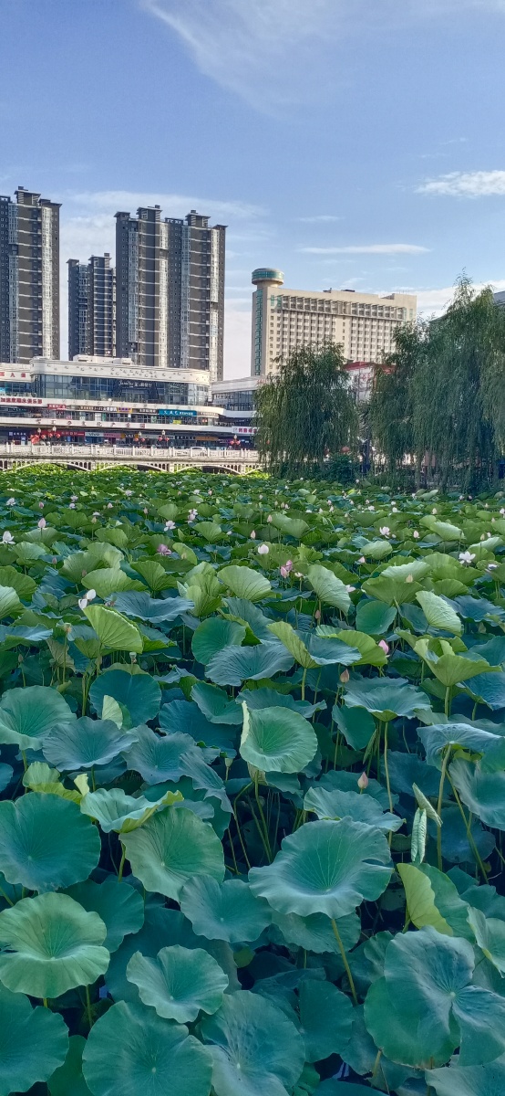 山东省平度市荷花湾拍摄于2021年7月22日下午