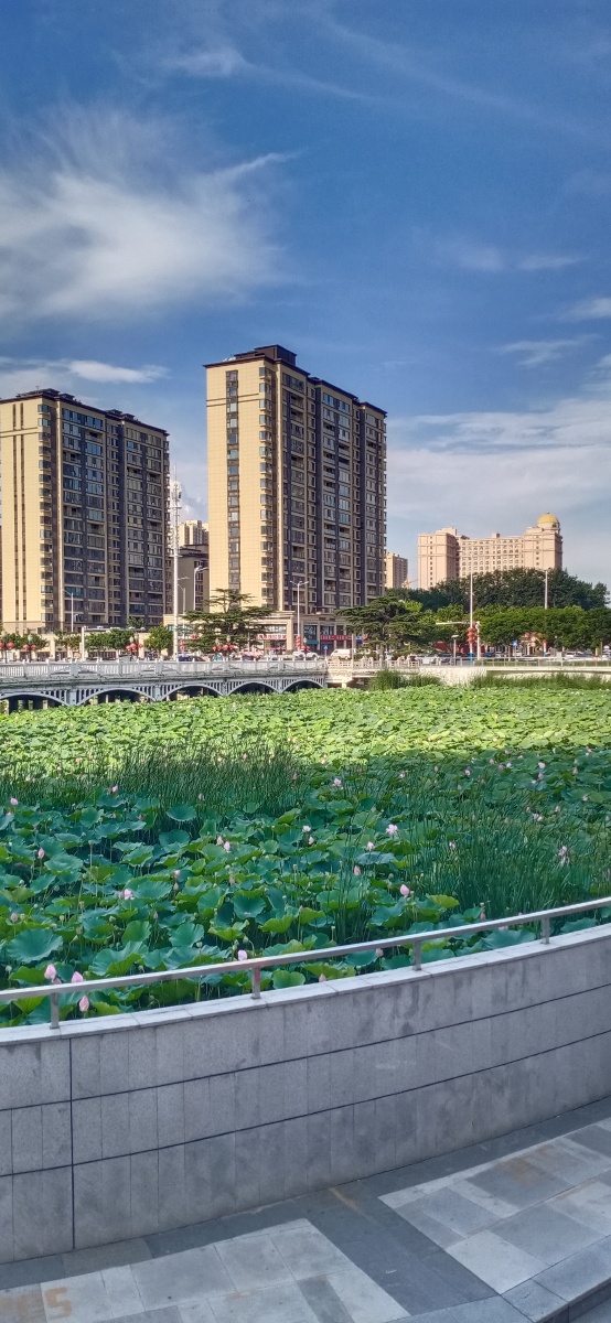 山东省平度市荷花湾拍摄于2021年7月22日下午