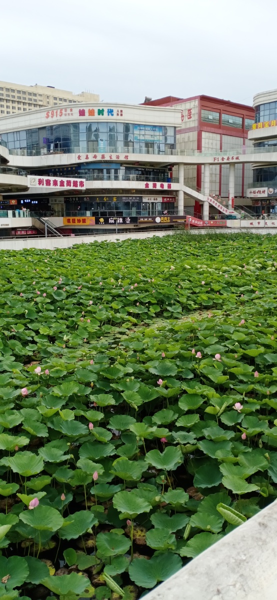 山东省平度市荷花湾拍摄于2021年7月22日下午