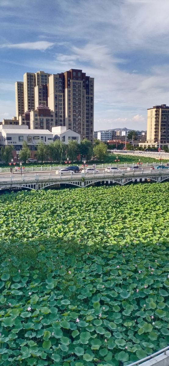 山东省平度市荷花湾拍摄于2021年7月22日下午