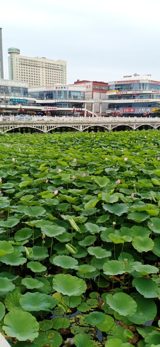 山东省平度市荷花湾拍摄于2021年7月22日下午