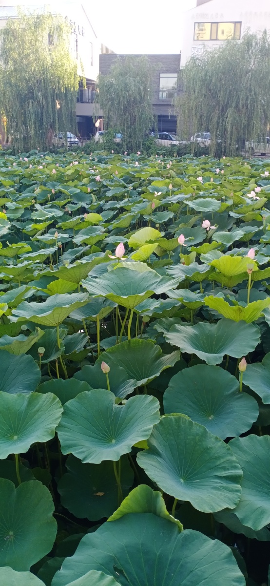 山东省平度市荷花湾拍摄于2021年7月22日下午