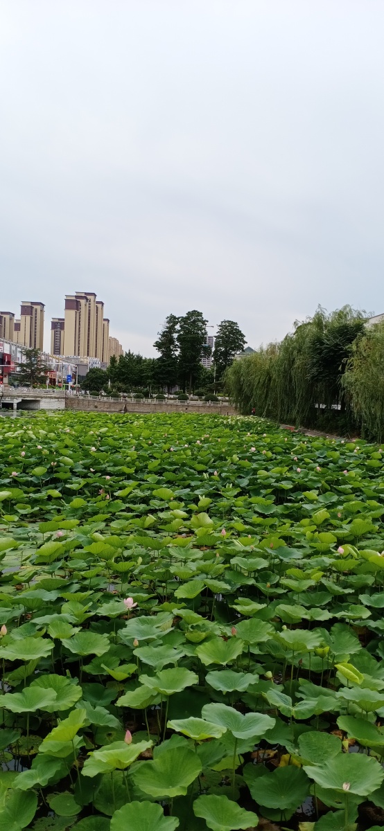 山东省平度市荷花湾拍摄于2021年7月22日下午