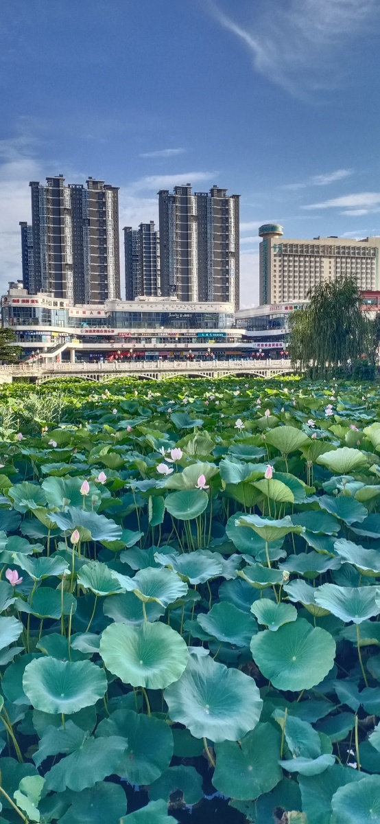 山东省平度市荷花湾拍摄于2021年7月22日下午