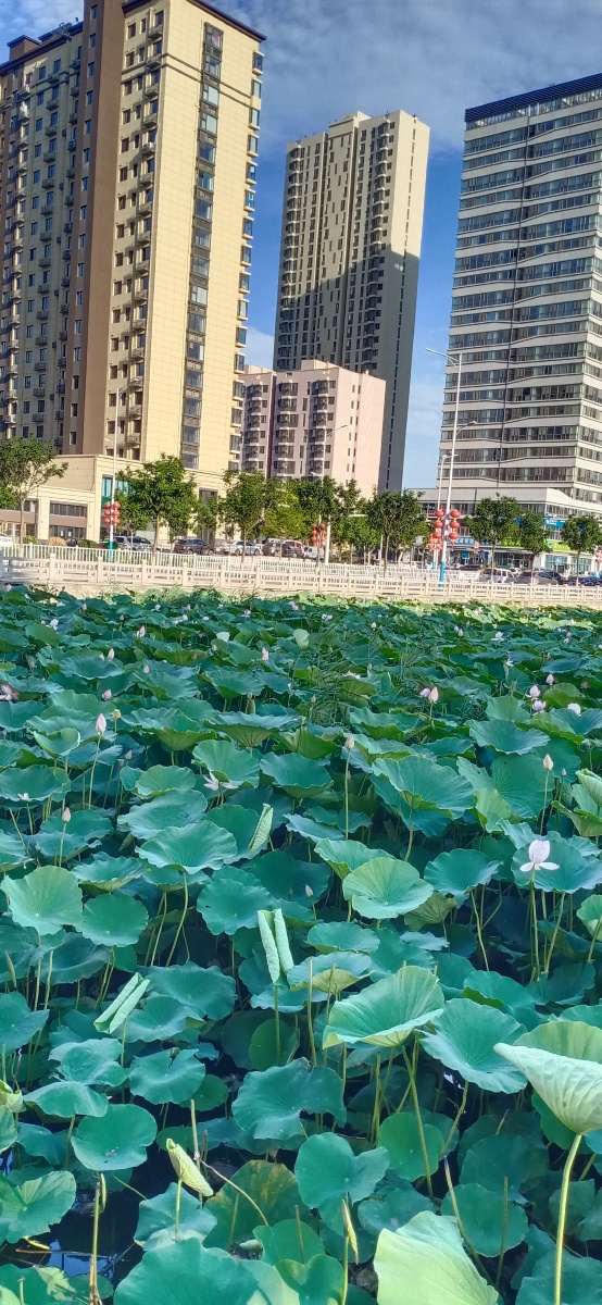 山东省平度市荷花湾拍摄于2021年7月22日下午