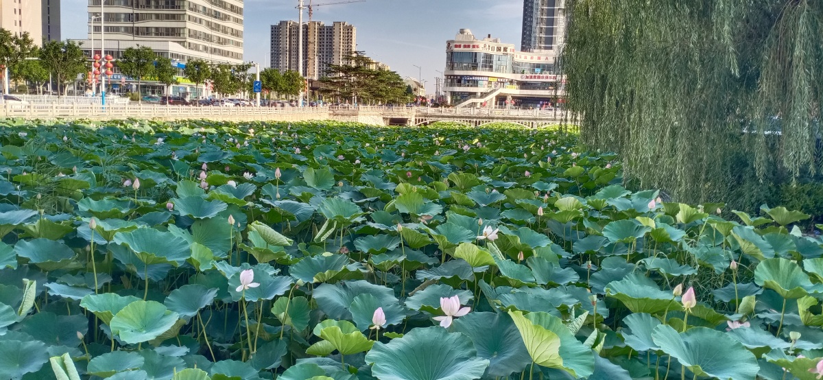 山东省平度市荷花湾拍摄于2021年7月22日下午