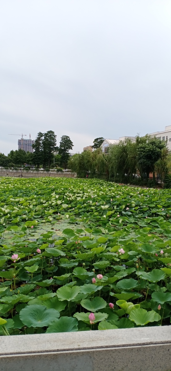 山东省平度市荷花湾拍摄于2021年7月22日下午