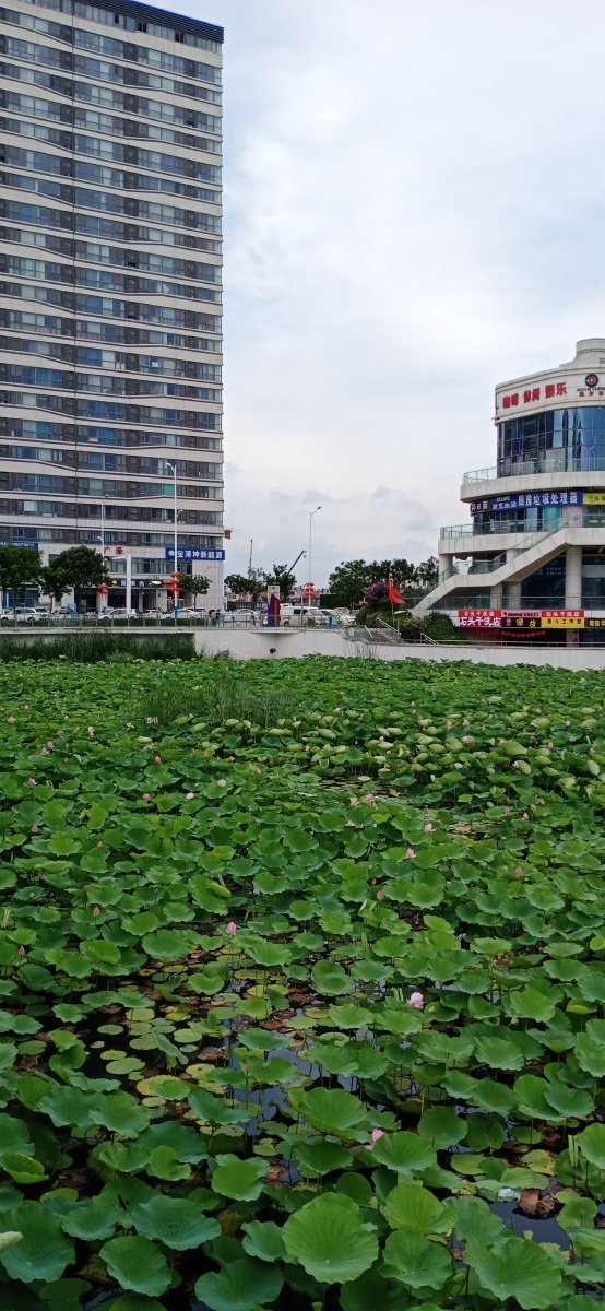 山东省平度市荷花湾拍摄于2021年7月22日下午