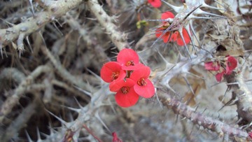 坚强的花.jpg