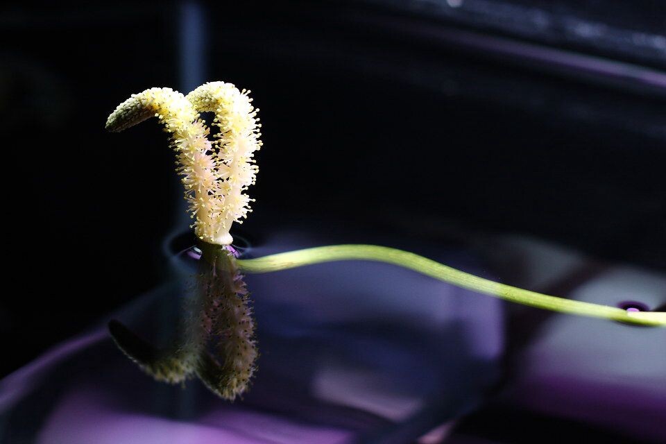 水中花<br />

