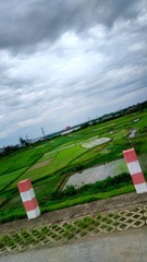 2007