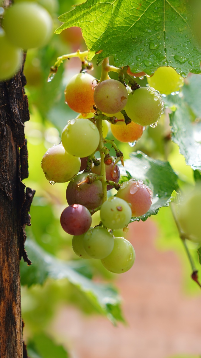 雨过天晴葡萄晶莹剔透美感十足