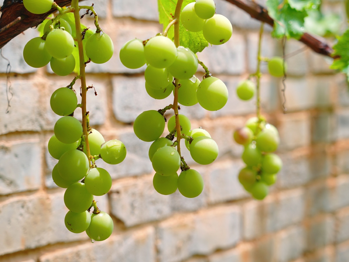 雨过天晴葡萄晶莹剔透美感十足