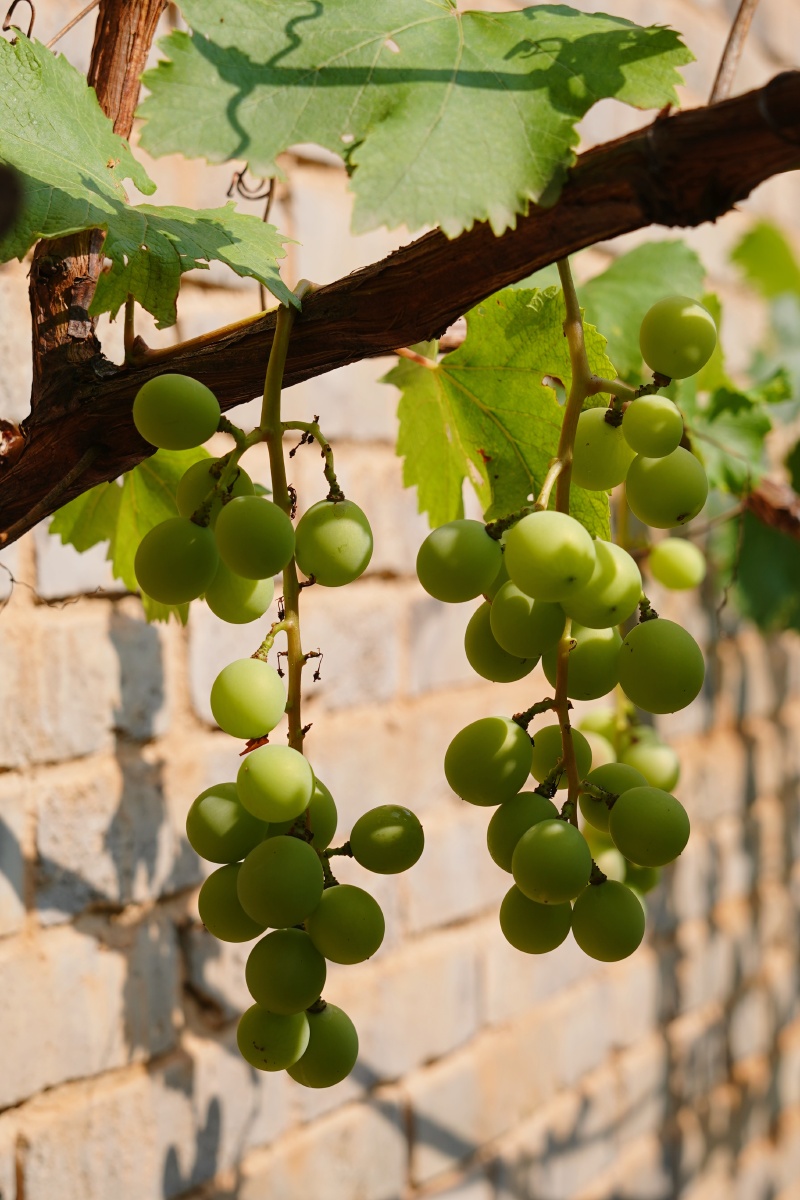 阿门阿前一颗葡萄树