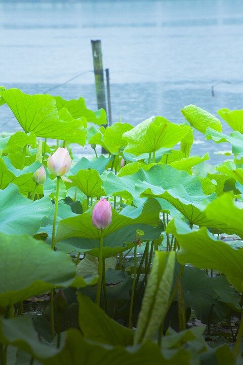 夏·荷<br />

