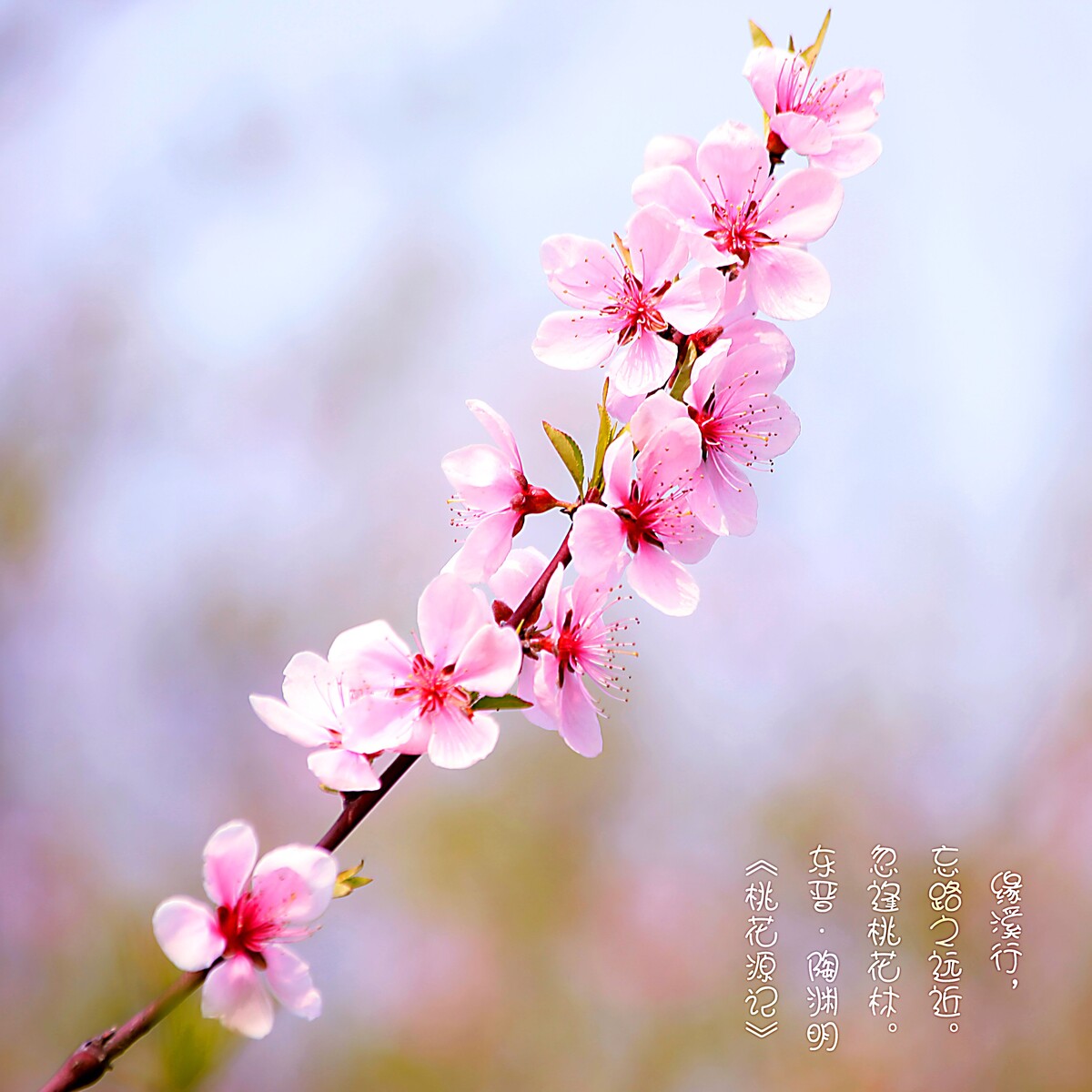 遇见桃花<br />
