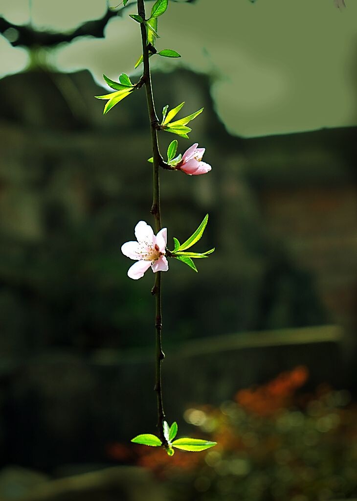一枝桃花出墙来<br />
