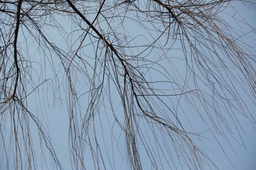 IMG_2130.JPG
