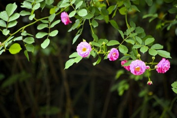 IMG_3128--.jpg