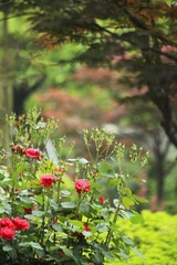 IMG_3179--.jpg